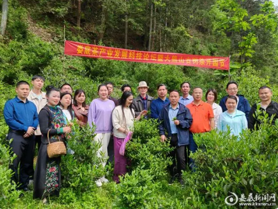 有关于大熊山古树茶开园开采的消息(3)