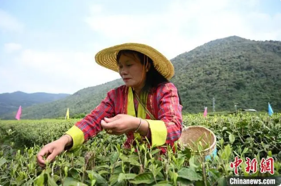 有关于西藏边城墨脱：“一片茶叶”兴产业的内容(2)