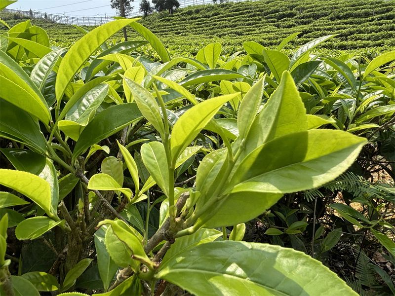 有关于茶韵麻栗坡系列报道（四）麻栗坡：从“小茶叶”到“大茶业”的内容(9)