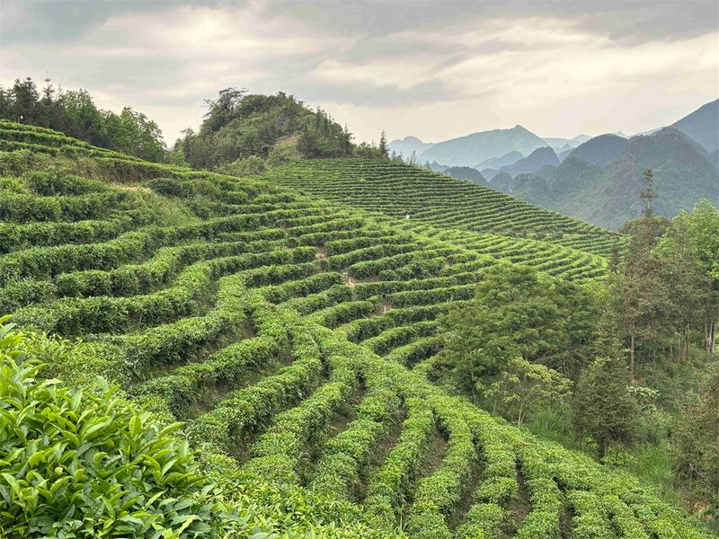 有关于茶韵麻栗坡系列报道（四）麻栗坡：从“小茶叶”到“大茶业”的内容(8)