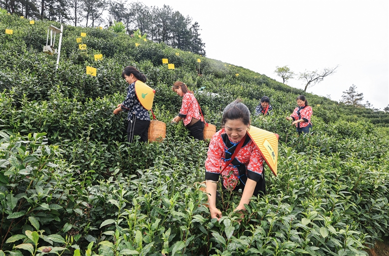 有关于新茶味：一抹青春时尚的馨香的相关信息(6)