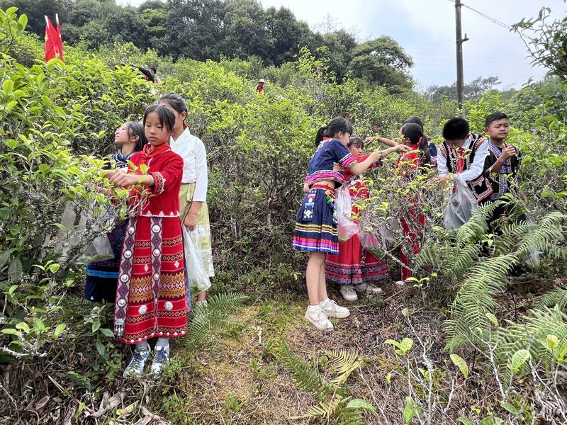 关于新抚镇小学：茶山变课堂 学生采茶忙的消息