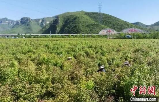 关于荒山绿化见成效 太行山上采茶忙的信息(4)