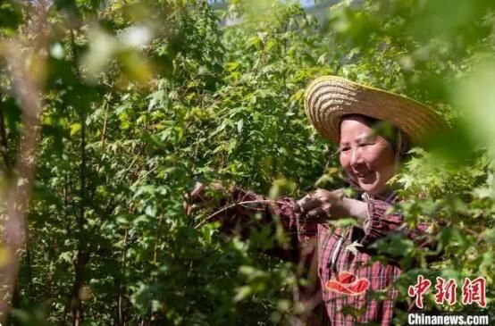 关于荒山绿化见成效 太行山上采茶忙的信息