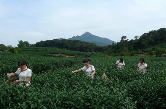 有关于春茶飘香，怀集山货尝鲜正当时的新闻