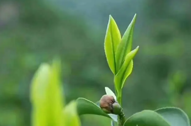 有关于春茶飘香，怀集山货尝鲜正当时的新闻(3)