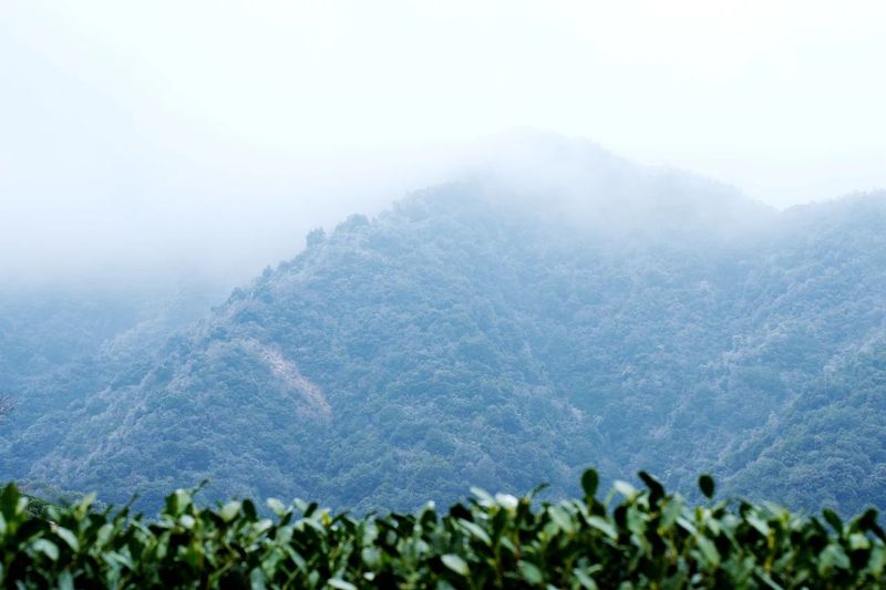 关于寻根龙井•问茶狮峰③西湖龙井“五大字号”的最新消息