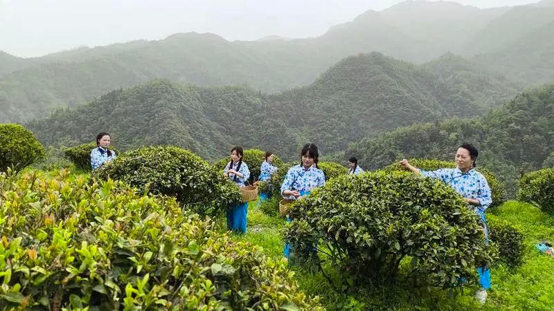 关于安康紫阳：近600亩！紫阳发掘保护安康市最大面积古茶树群落的内容(5)