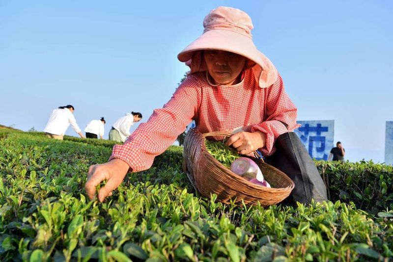 关于湖北保康：九皇山村茶叶总面积4800亩，年产值1600万 的内容(3)