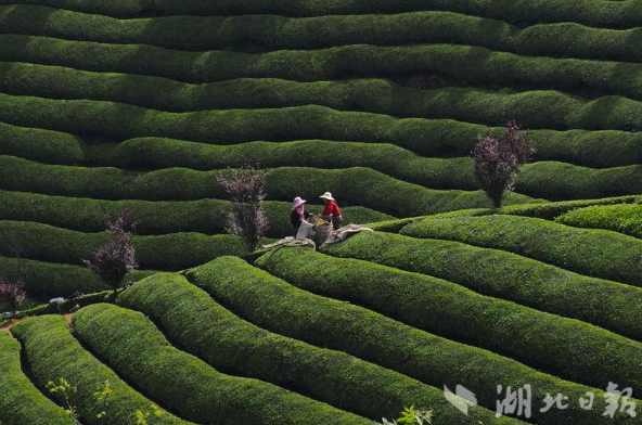 有关于湖北鹤峰：茶韵飘香助增收的新闻(1)