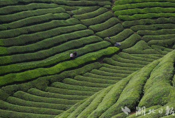 有关于湖北鹤峰：茶韵飘香助增收的新闻