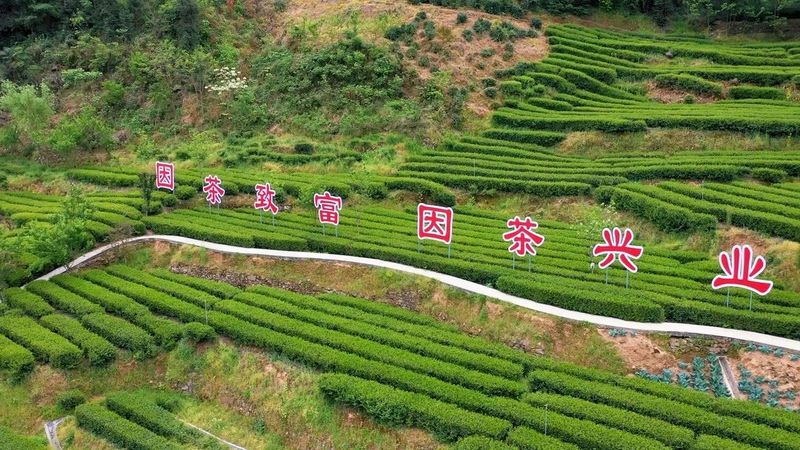 有关于陕茶一号：从一棵茶树到一方产业的信息(6)