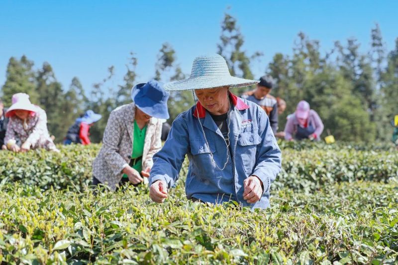 有关于桐梓镇：发展万亩高山生态茶园 全力助推乡村振兴的新闻(3)