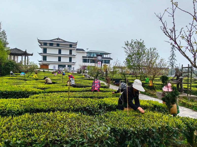 有关于桐梓镇：发展万亩高山生态茶园 全力助推乡村振兴的新闻(2)