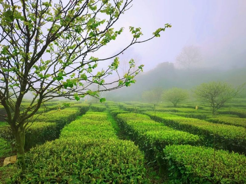 有关于桐梓镇：发展万亩高山生态茶园 全力助推乡村振兴的新闻(1)