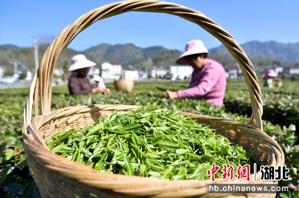 有关于湖北保康“链式”发力 “小茶叶”长成“大产业”的最新消息(1)