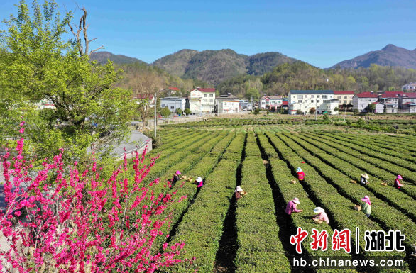 有关于湖北保康“链式”发力 “小茶叶”长成“大产业”的最新消息(2)