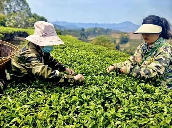 关于上清镇泉源村：春茶吐芽美如画 茶农抢“鲜”采茶忙的相关内容(1)