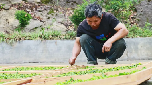 关于普安：2万多株野生四球古茶树开采的资讯(4)